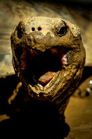 PhillyZoo017-007